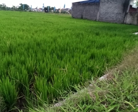 Di jual Sawah di Klaten, luas 2260 m2 di pinggir jalan