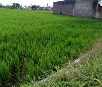 Di jual Sawah di Klaten, luas 2260 m2 di pinggir jalan