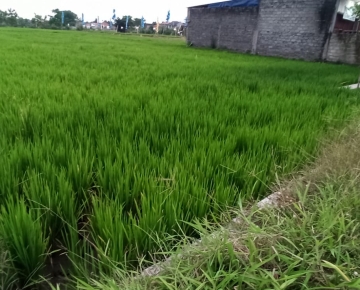 Di jual Sawah di Klaten, luas 2260 m2 di pinggir jalan