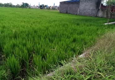 Di jual Sawah di Klaten, luas 2260 m2 di pinggir jalan