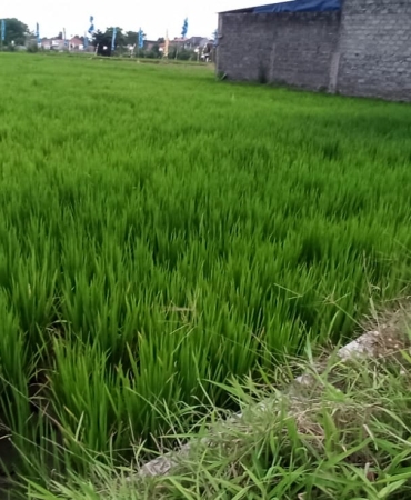 Di jual Sawah di Klaten, luas 2260 m2 di pinggir jalan